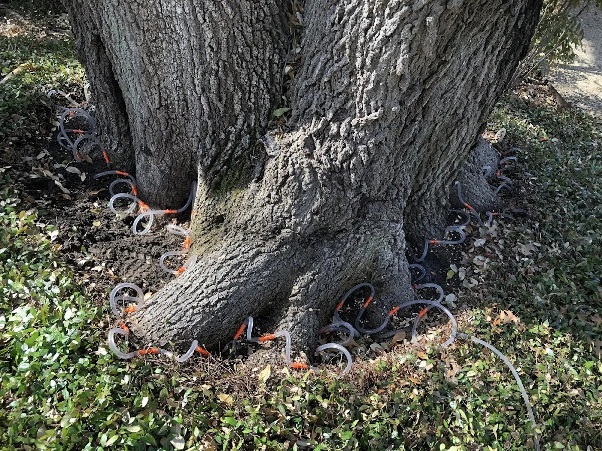 Detailed Shrub and Hedge Trimming job site in Fountain