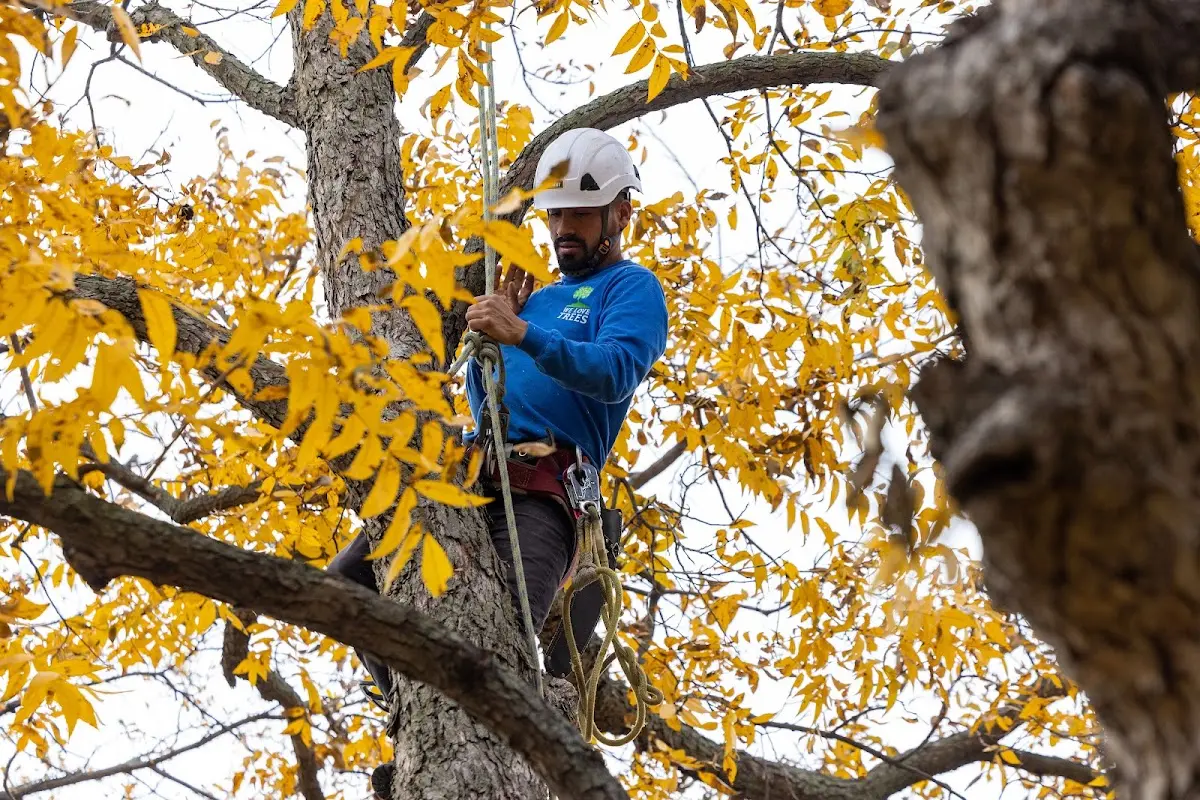 Skilled Tree Planing crew working in Fountain